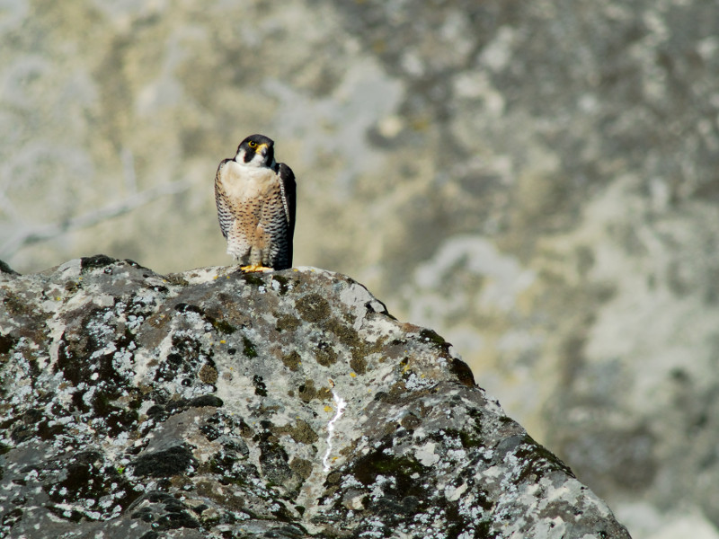 Il Falco Pellegrino