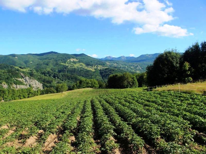 Patata di montagna: coltivazione in alta quota a Piandelagotti (Ph. Stefano Capitani)